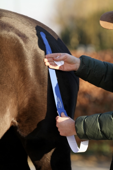 Equi-Tape® Advantage, royal blue, 5m x 5cm